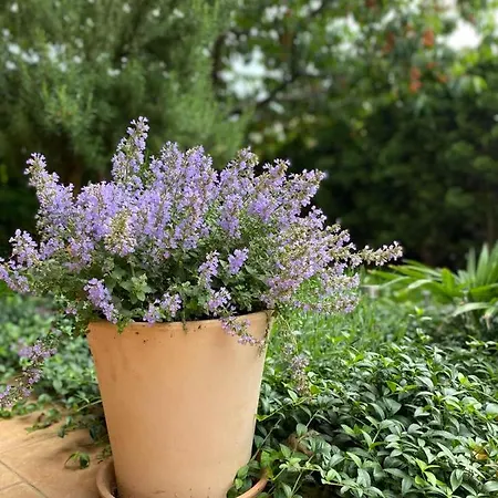 Rose-2025 Renovated Garden View 公寓 *