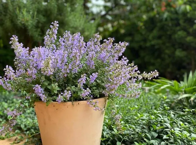 Rose-2025 Renovated Garden View Apartman *